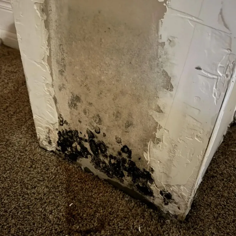 Professional Mold Removal in Bourbon County, KY